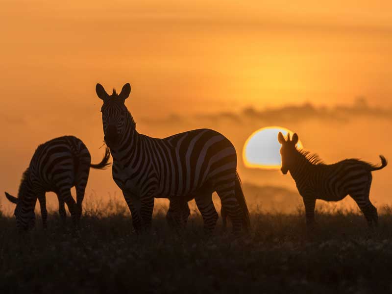 wild-excursions-and-safaris---tanzania-photography-safari