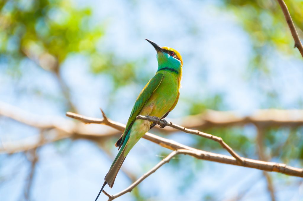 Ultimate Photographic Safari Tanzania