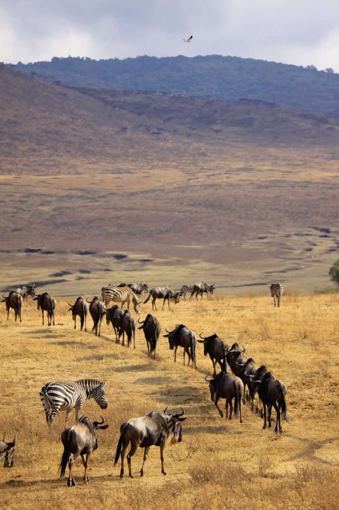 wildbeest migration betwen Serengeti and Maasai Mara national pa