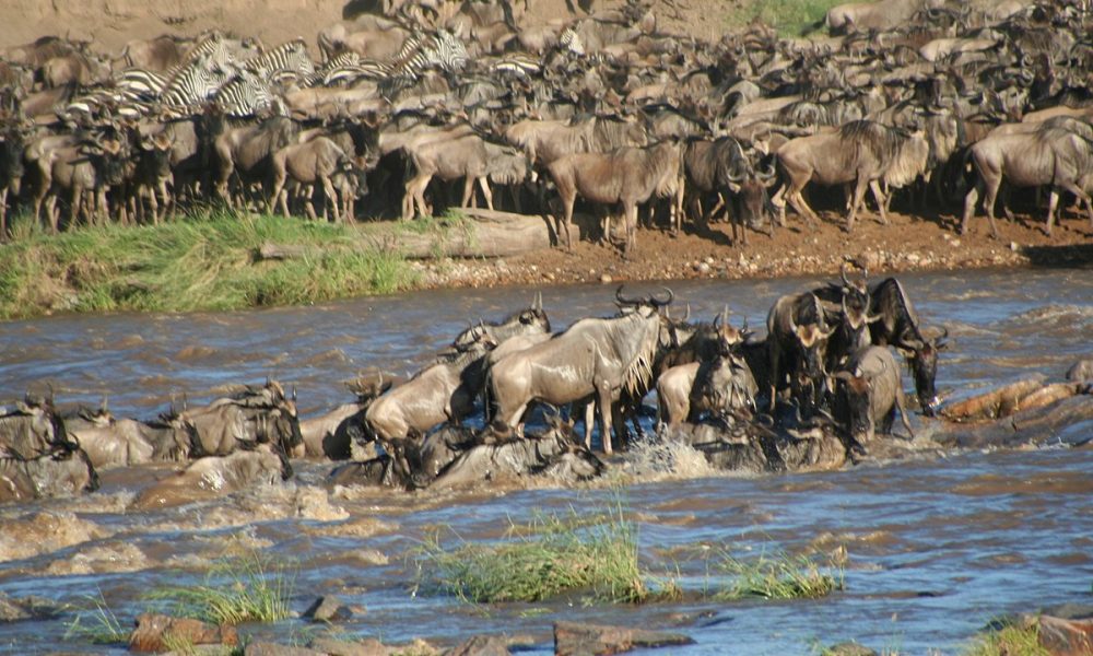 Wildebeest_crossing_river
