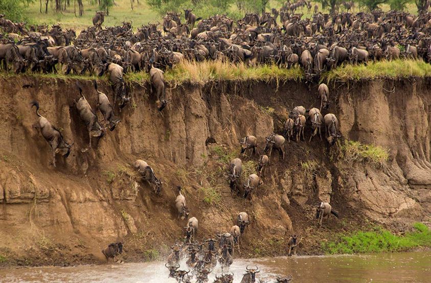mara-river-crossing-great-migration-north-tanzania-safari-africa-wildlife-greatest-show-on-earth