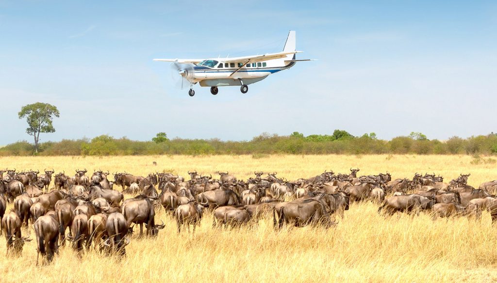 Fly In safari