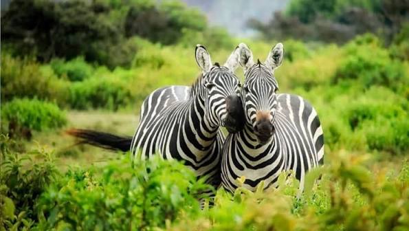 Mikumi National Park