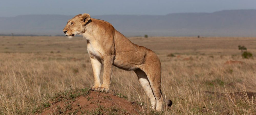 10-Day-Kenya-Game-and-Uganda-Primates