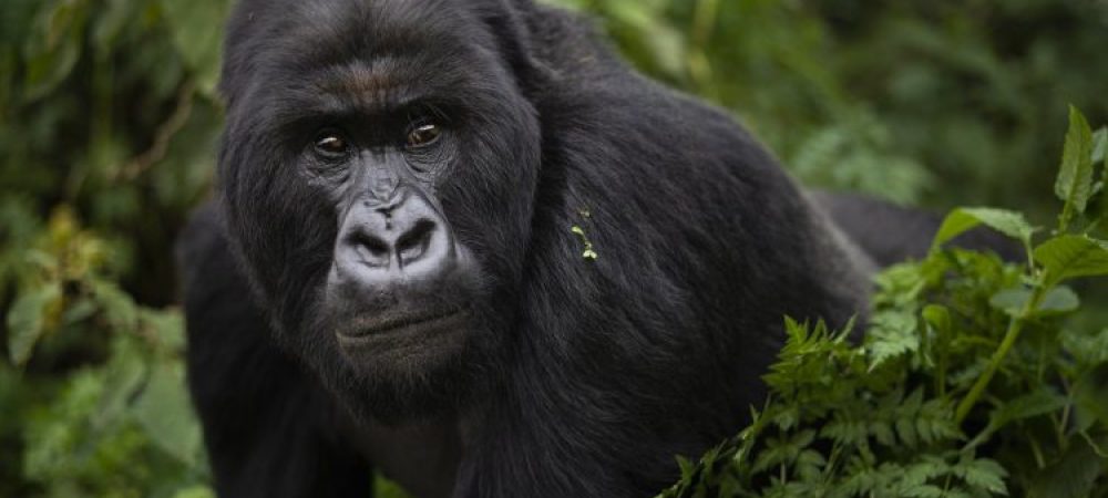3-Days-Rwanda-Gorilla-Trekking-safari-750x450