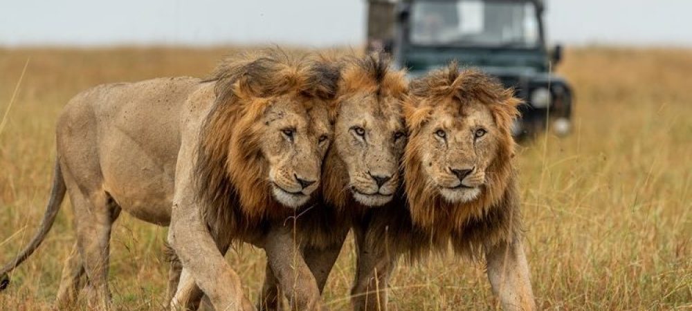 4-Days-Serengeti-Wildlife-Safari-750x450-1