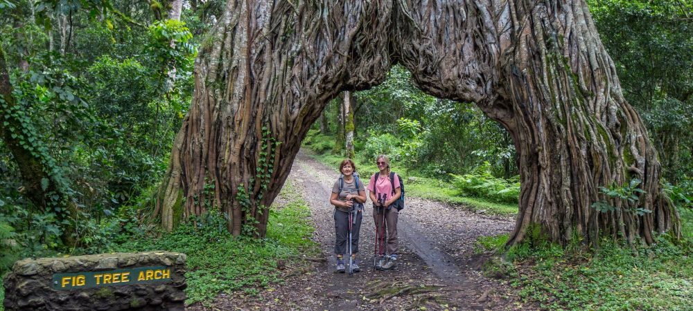 Arusha_National_Park_Fig_Tree_Arch_63