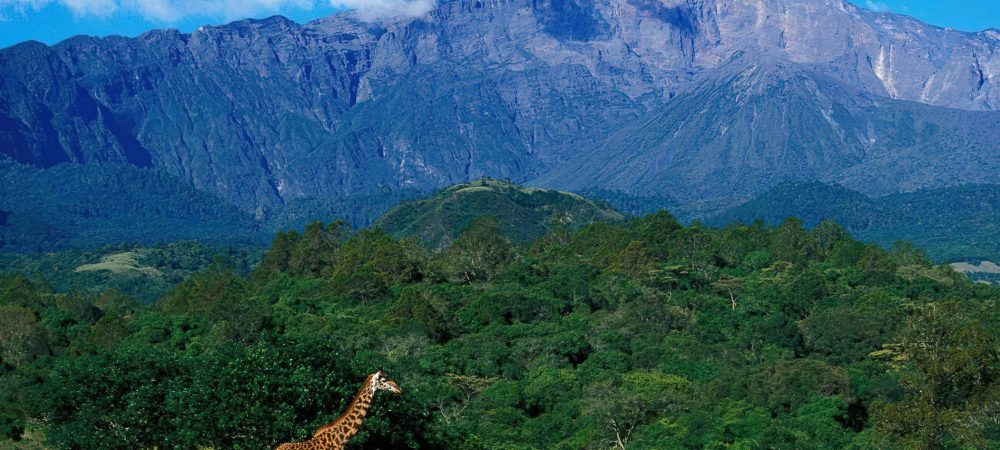 Arusha_National_Park_Mount_Meru_Girrafe_11-1.jpg
