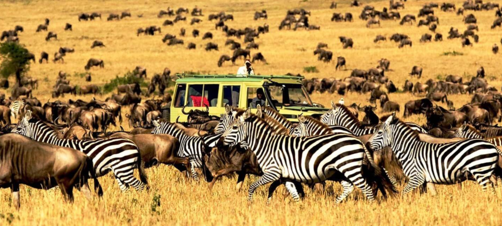 CALVIN SEASON SAFARI