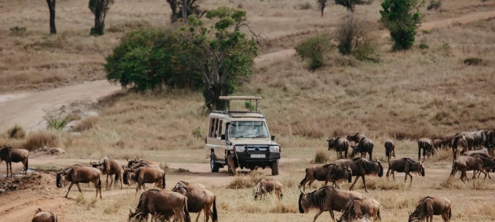 Explore-the-Wild-Unveiling-the-Best-Tanzania-Safari-Tour-Packages-for-Ultimate-Wildlife-Encounters.webp