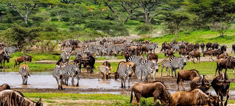 Full Serengeti