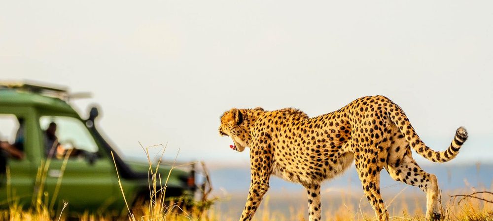 Game-Drive-in-Masai-Mara69