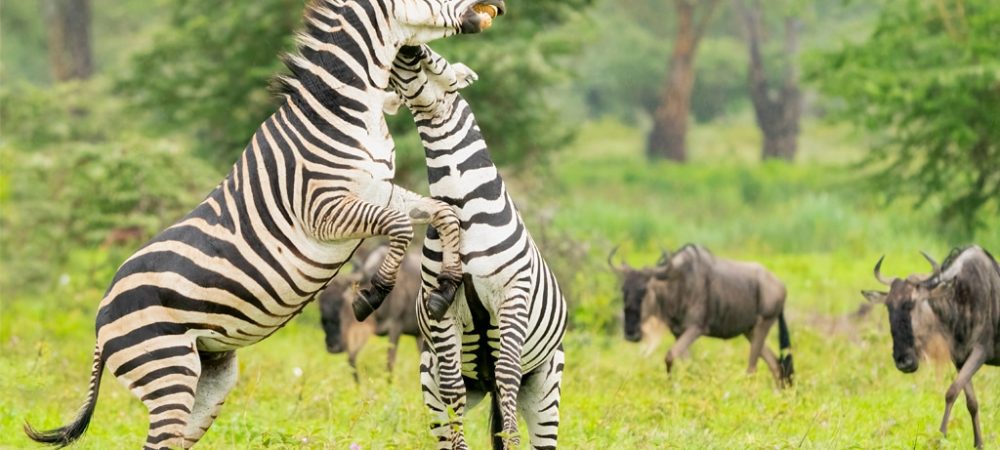 Male-Plains-Zebras-Sparring-Savanna-Ndutu-Tanzania
