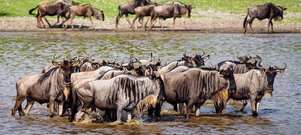 Ndutu-area-serengeti-