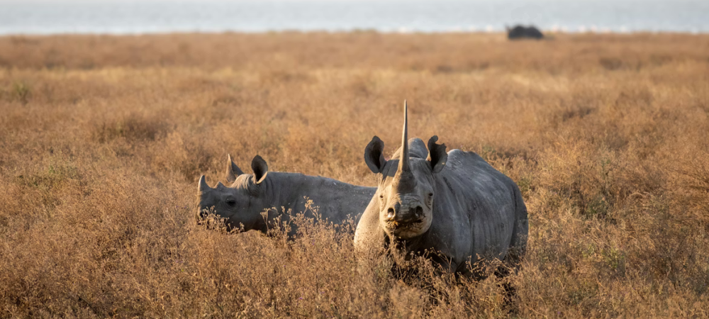 Ngorongoro-Crater-Rhino