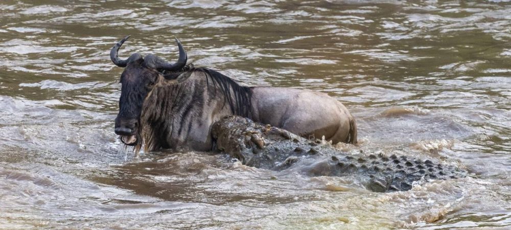 Nile-Crocodile-kills-Blue-Wildebeest-1536x816