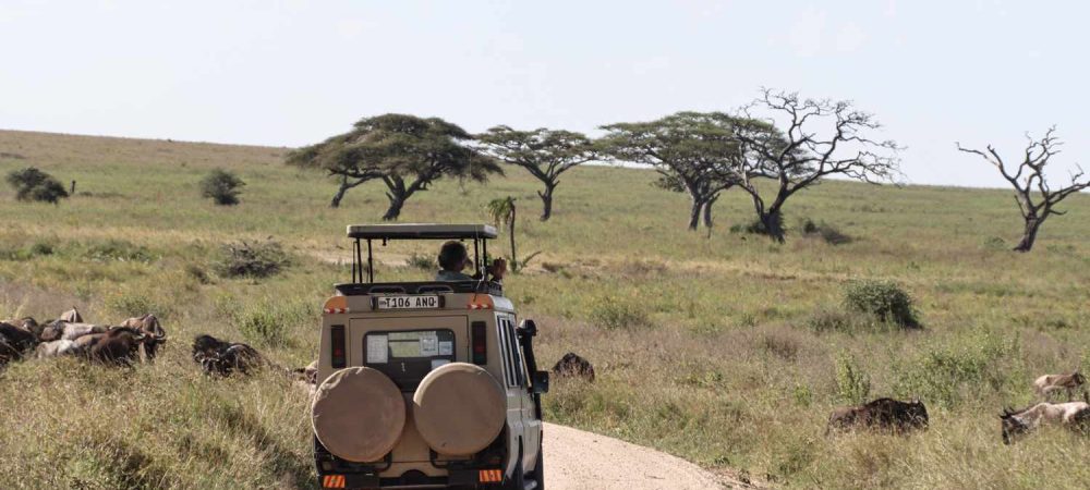 Serengeti_-bec7a1f2ea35420692b1364ae99a3854.jpg