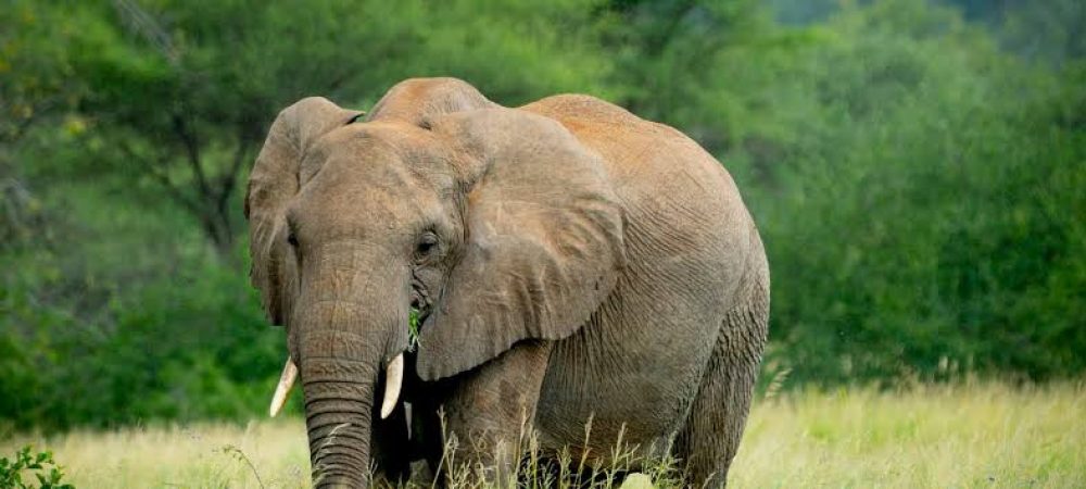 Tarangire National Park 2