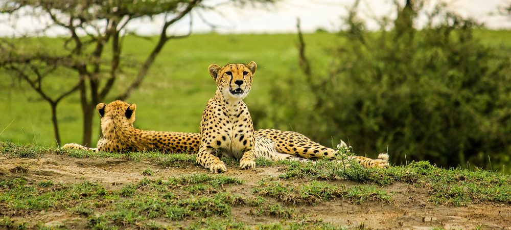 Tarangire-National-Park-cheetahs