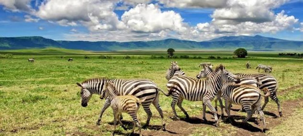 Zebra 1