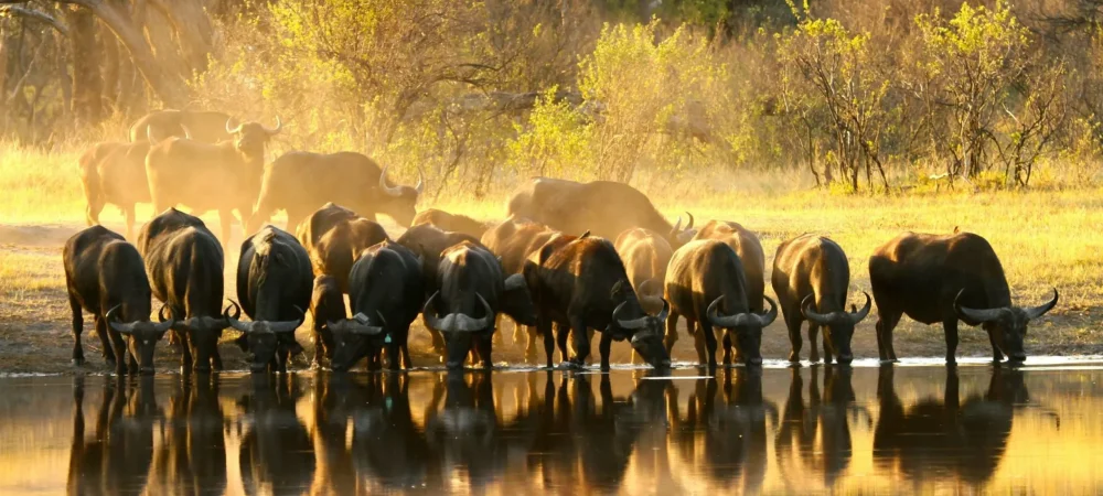 buffalo