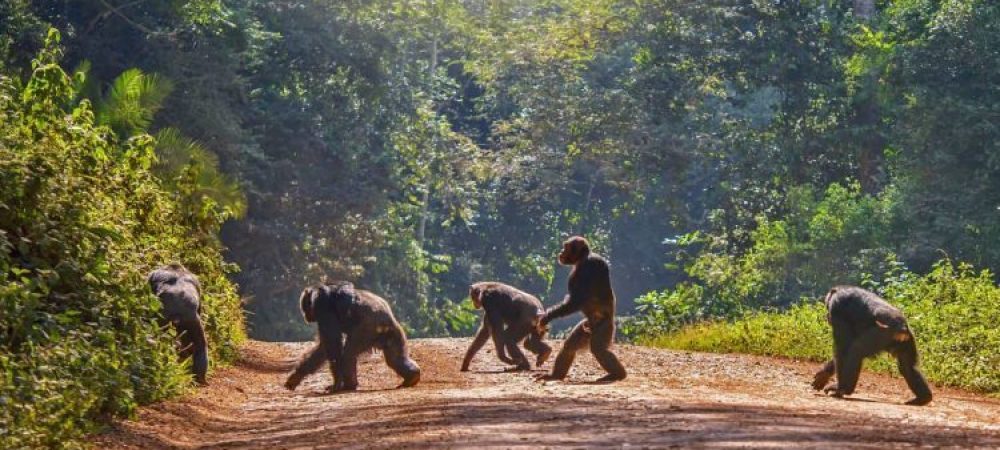 chimps
