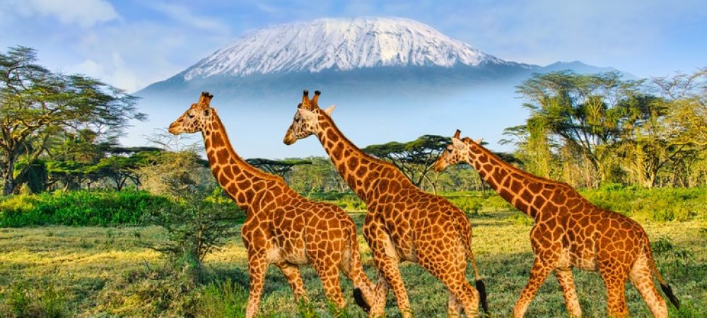 Giraffes,And,Sunset,In,Tsavo,East,And,Tsavo,West,National