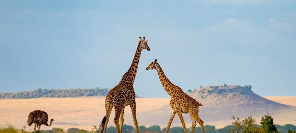 giraffe