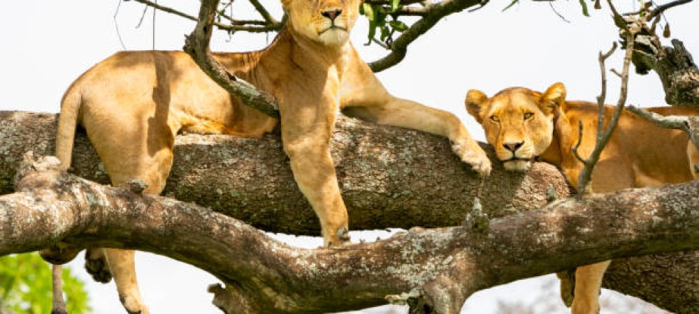 Lions (Panthera leo) in Serengeti National Park, Tanzania, Africa