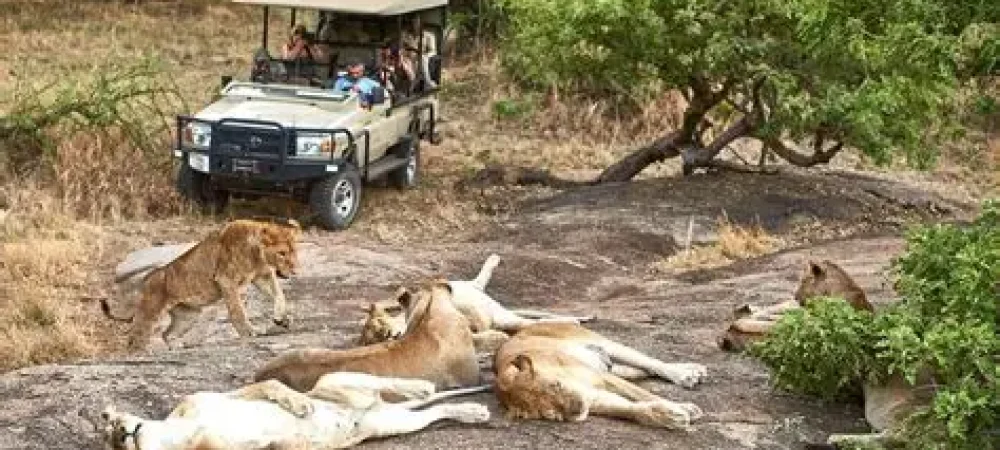 lions serengeti
