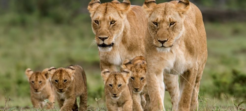 mara-lions