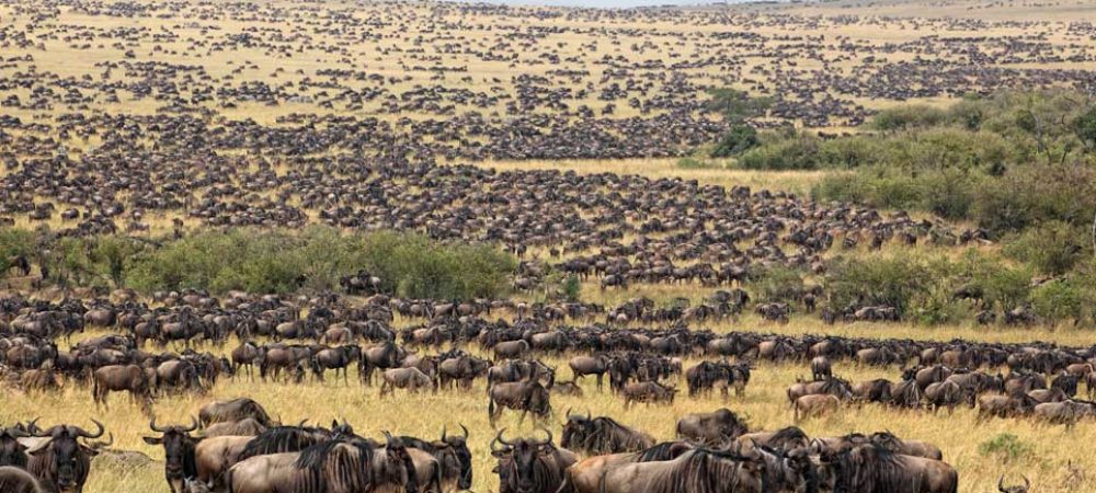migration-serengeti