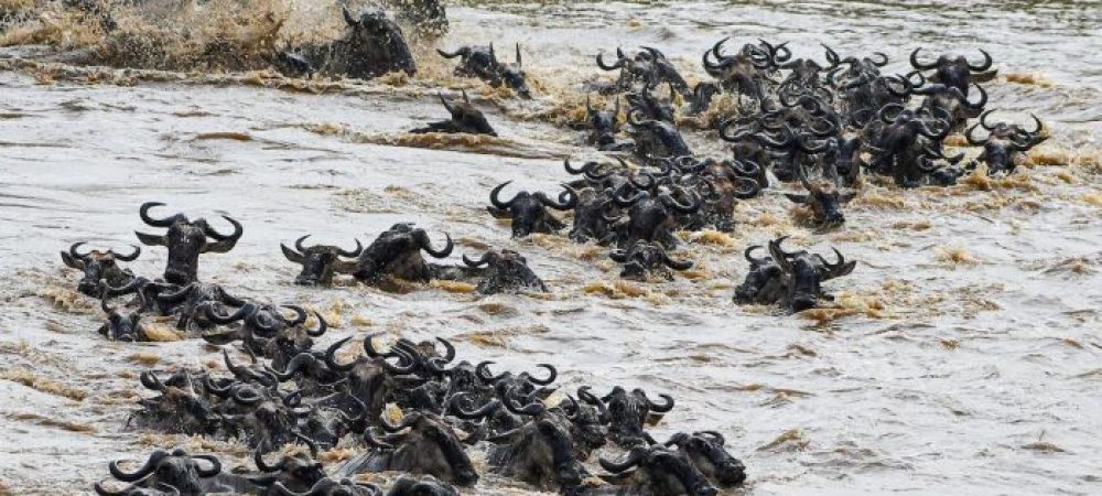 ndutu migration sf