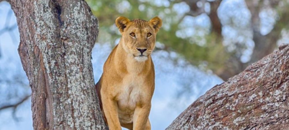 tarangire-tanzania-travel-800x640-1-750x450