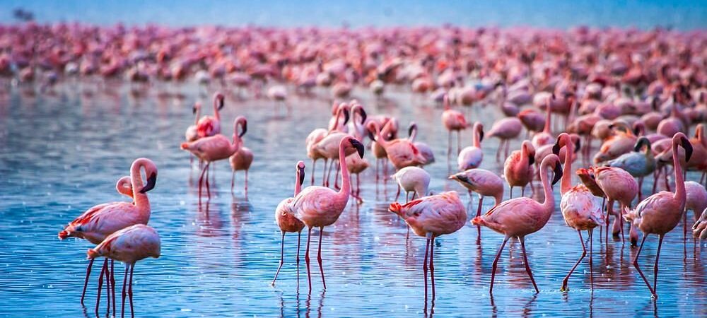 visit-lake-nakuru-and