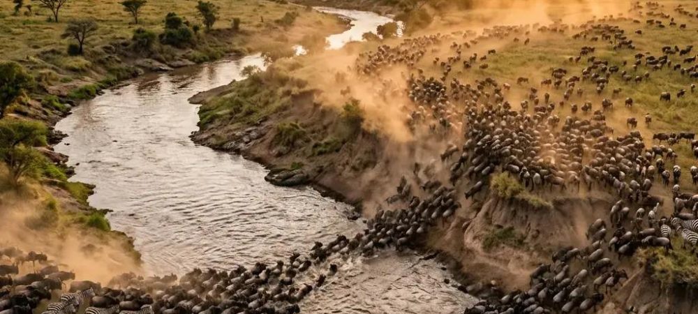 wildebeest